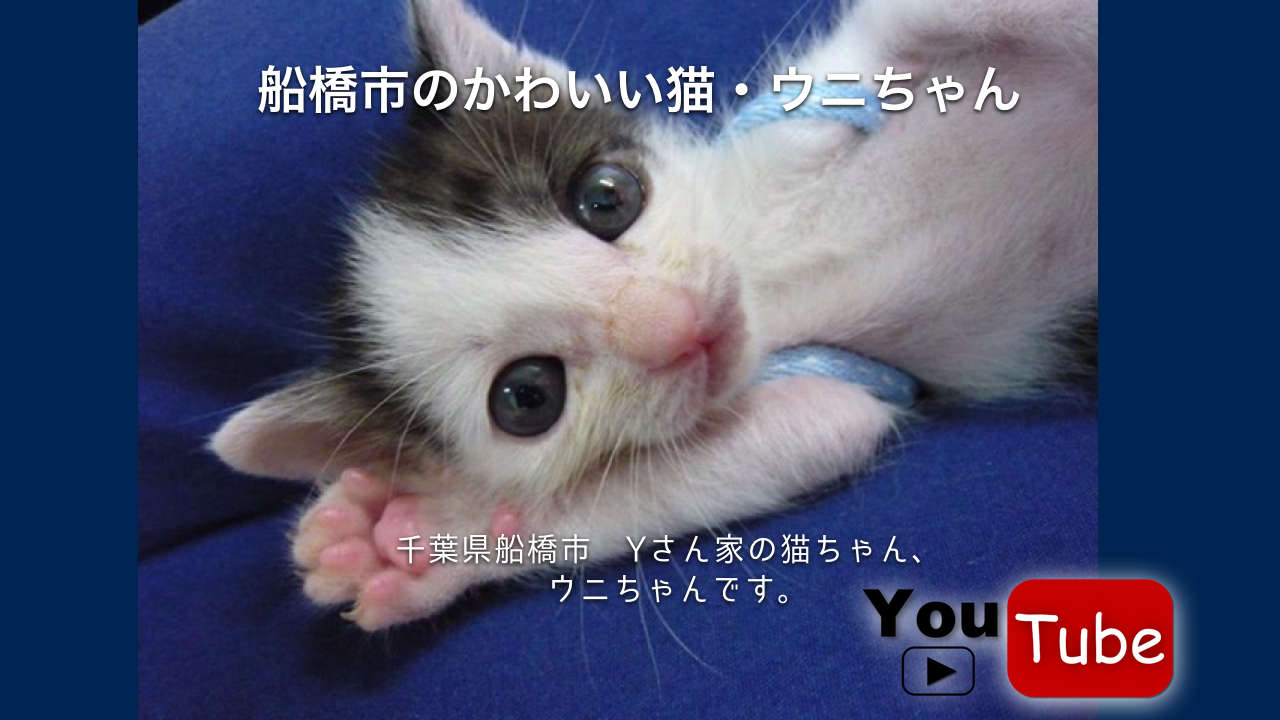 船橋市の可愛い猫・ウニちゃん