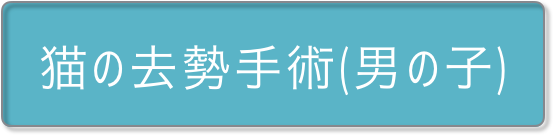 猫の去勢手術（男の子）