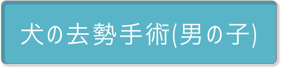 犬の去勢手術（男の子）