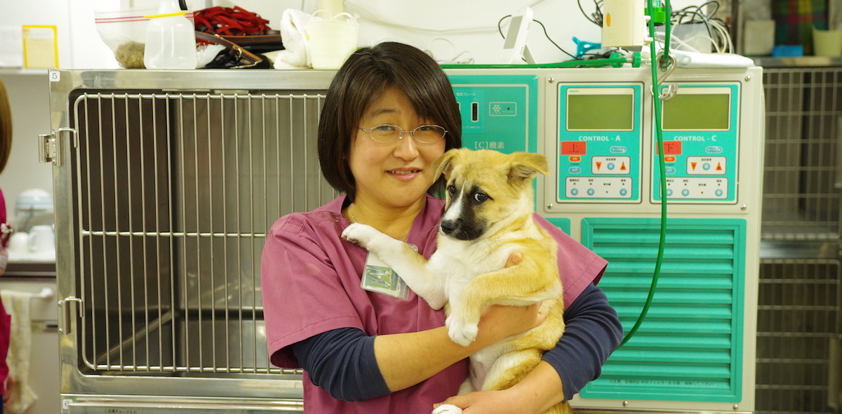 求人募集/【スタッフ募集】船橋市,鎌ヶ谷の動物病院 さきがおか動物病院 | 求人特設サイト